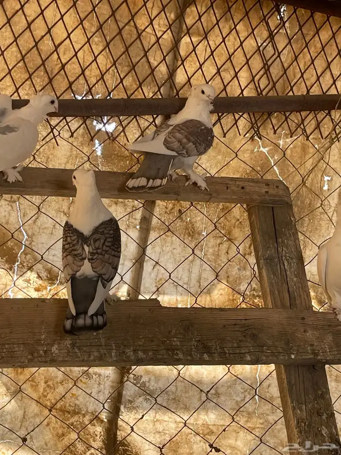 حمام حب رمان 8