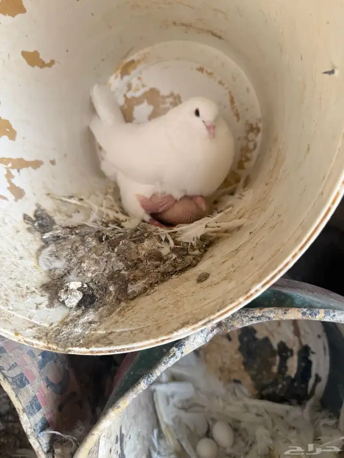 حمام فرنسي ودجاج بلد وبط 5