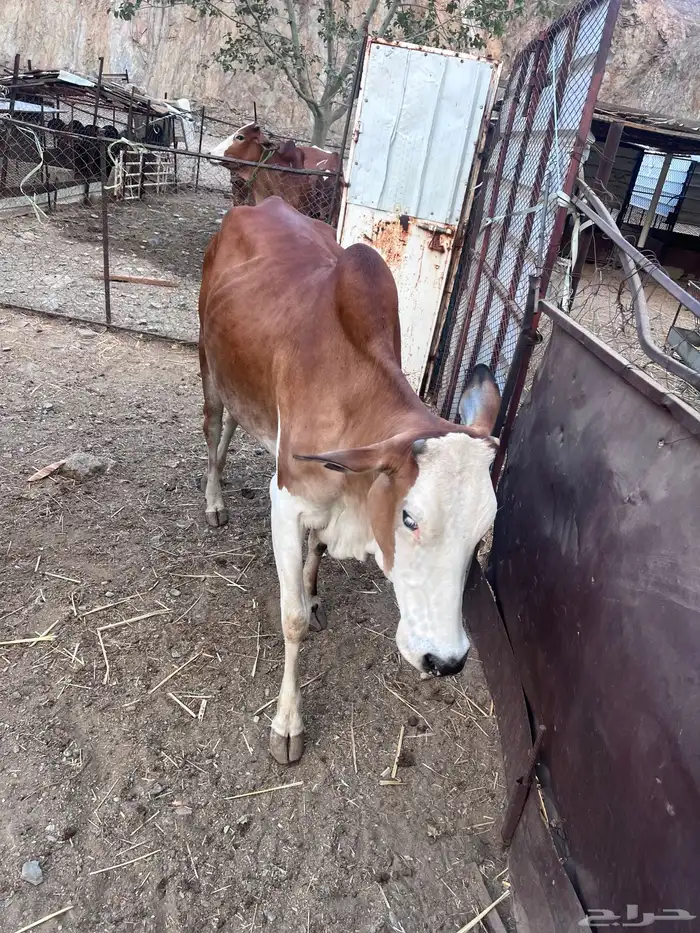 بقر دفيع للبيع 9