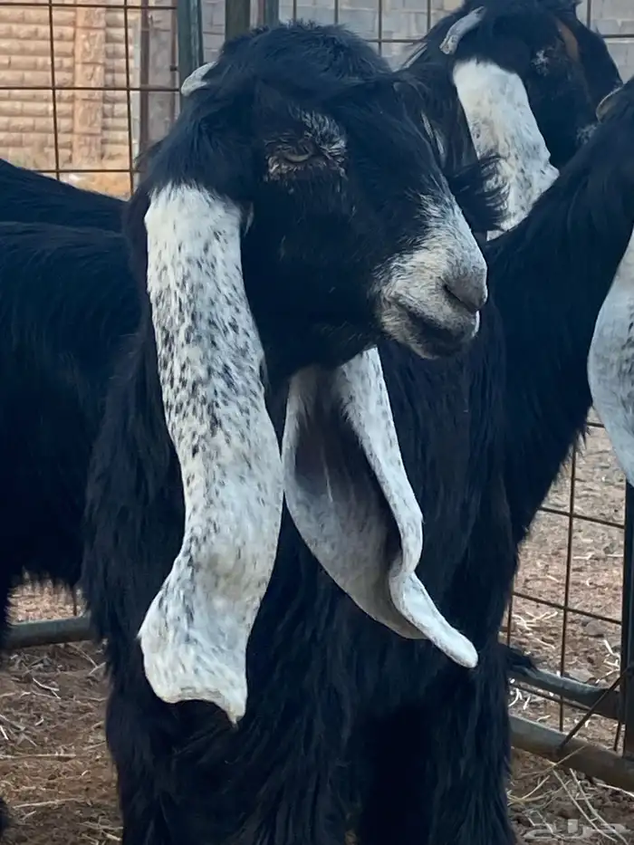 معزا عوارض جفار صنف تمم البيع 11