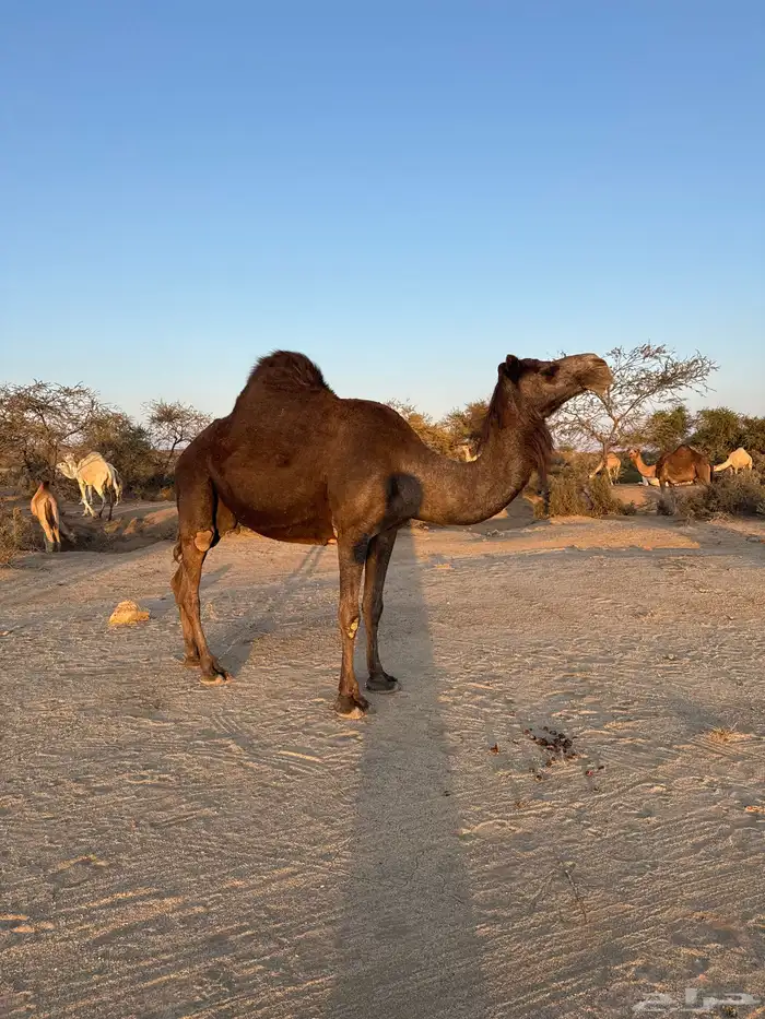 ناقه حايل ردوم للبيع 1