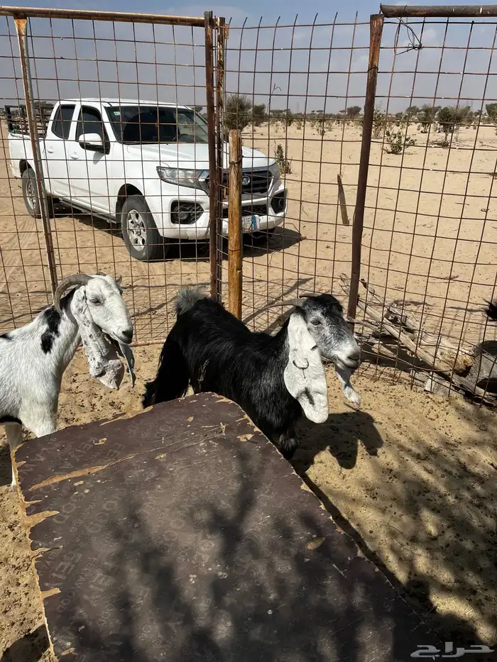 جفرات دفيع شرط 2