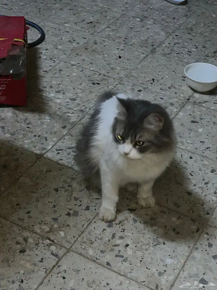 للبيع قطو شيرازيه 0