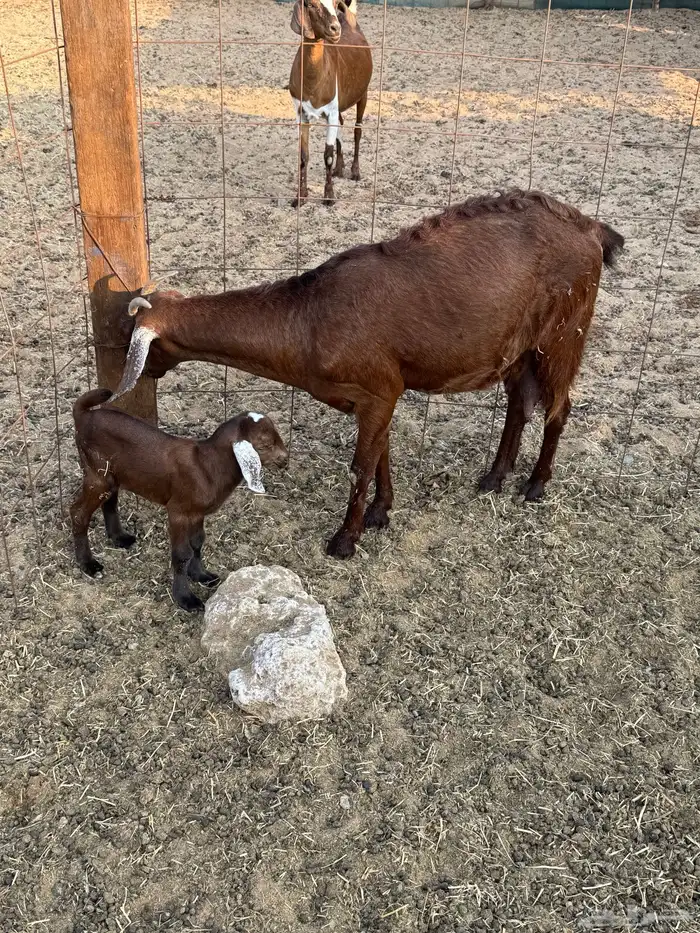 ماعز محايلي صنف 11