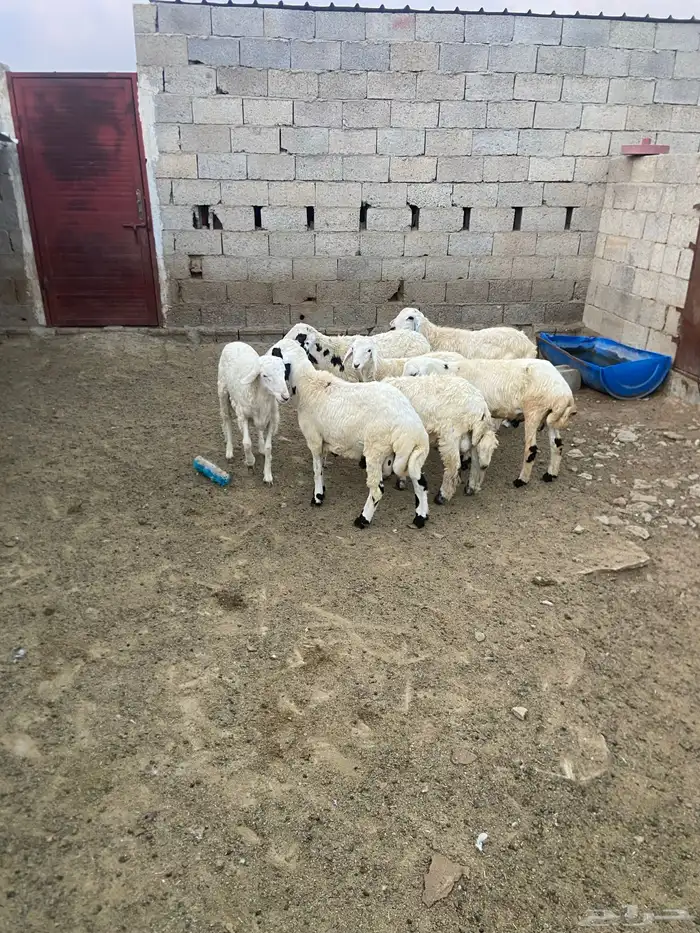 خرفان ذكور 3