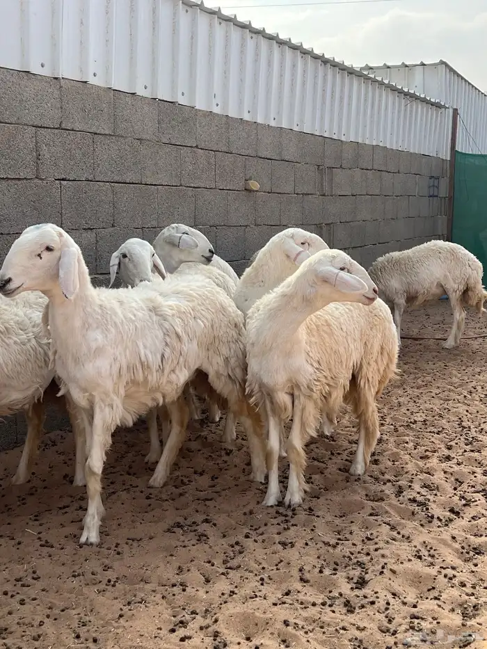 رخال حريات 8 شهور 9