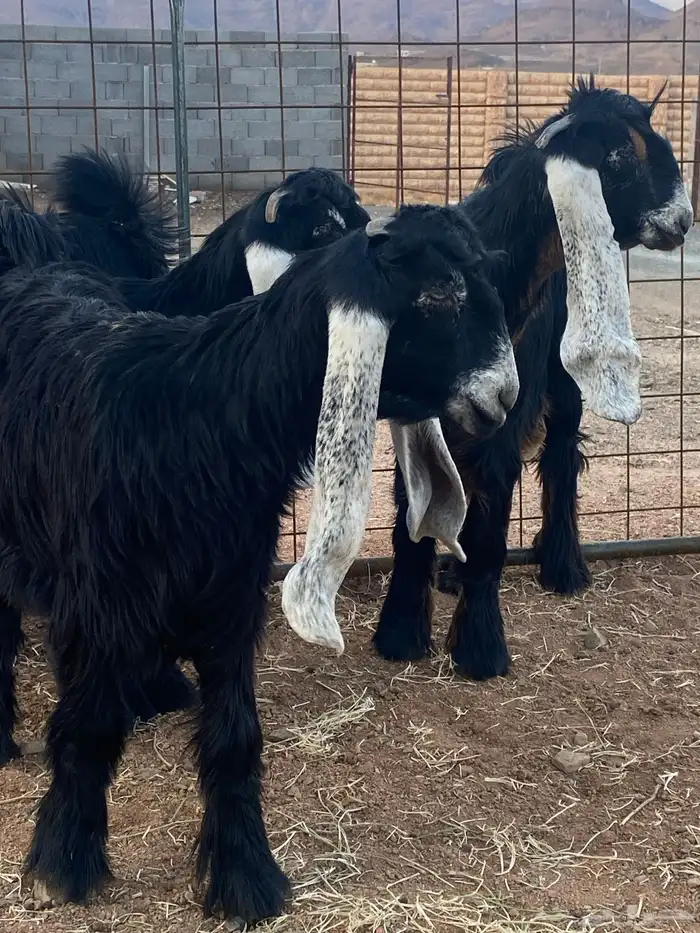 معزا عوارض جفار صنف تمم البيع 7