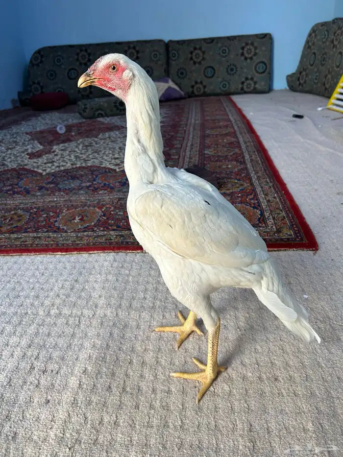 دجاج (باكستاني ) سندي 0