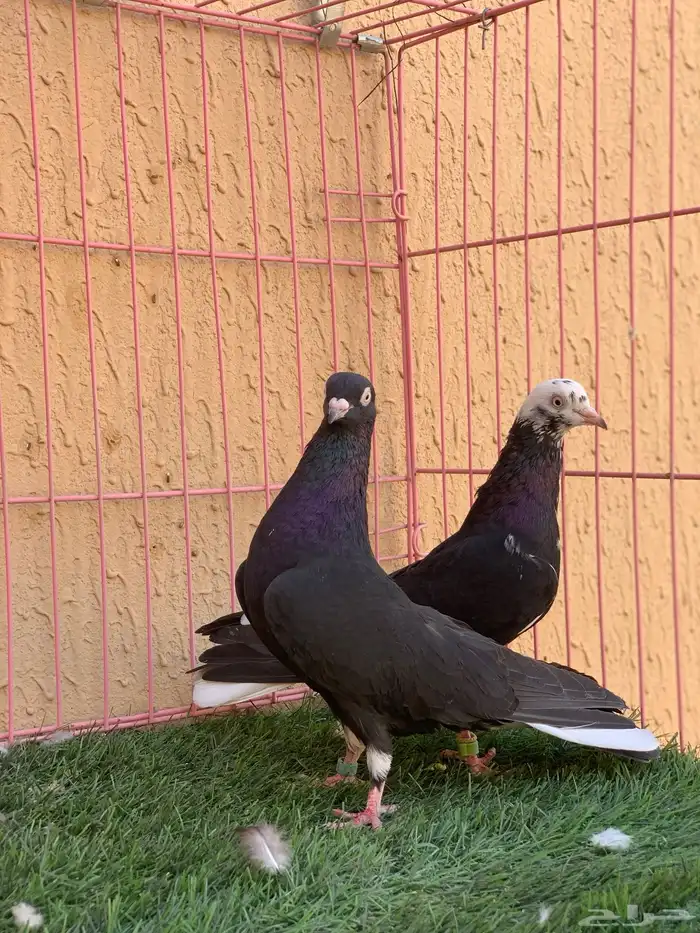 حمام قطايف 25