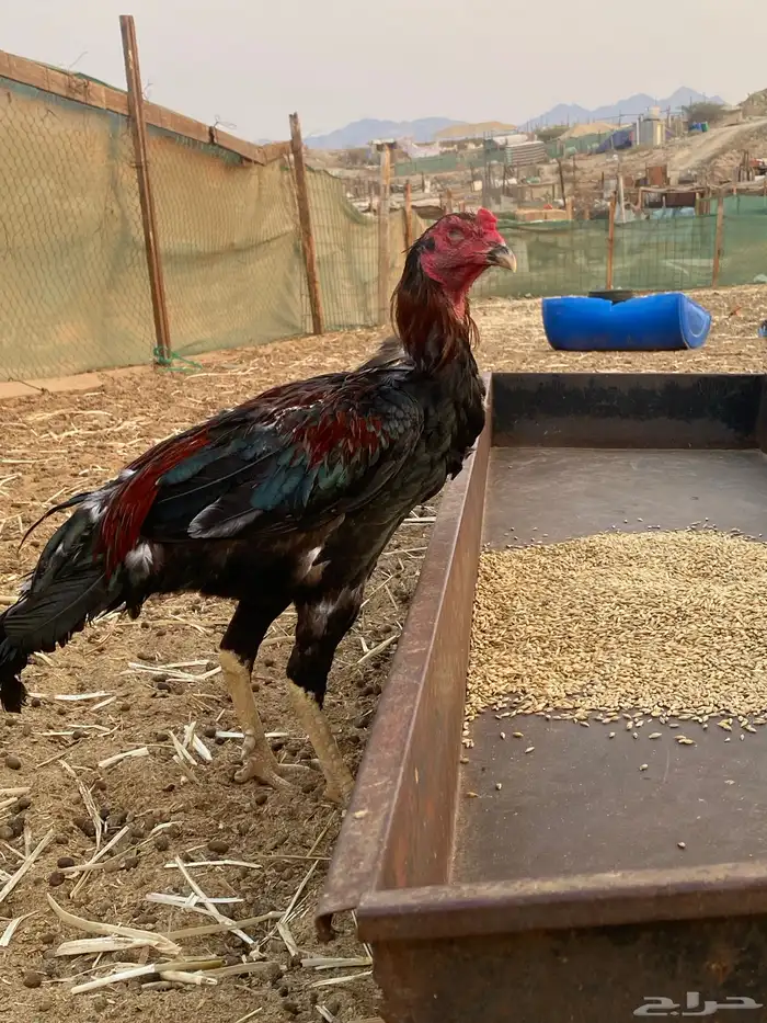 ديك باكستاني 2