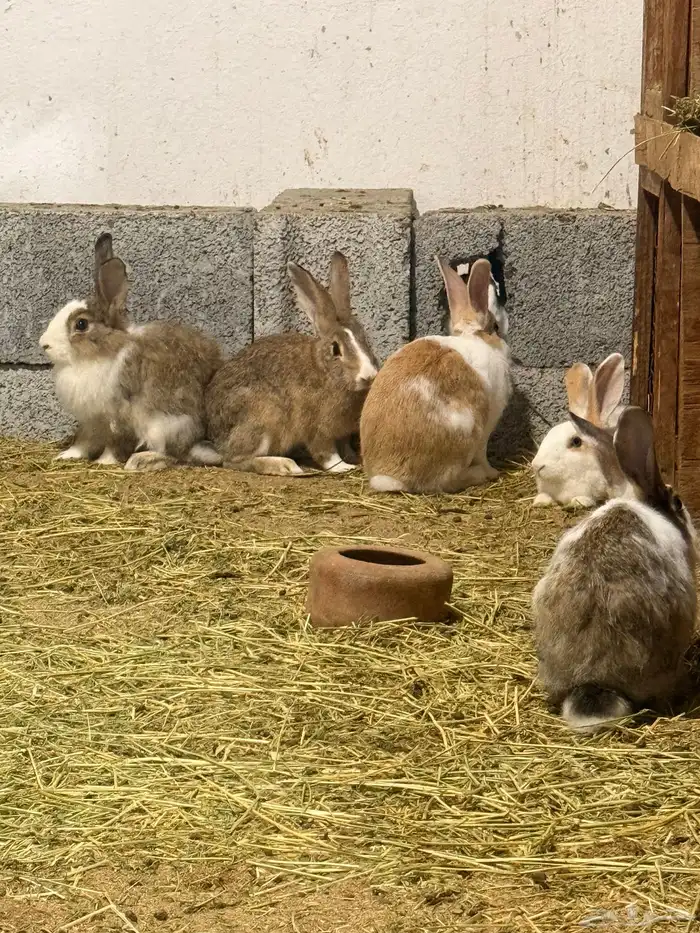 ارانب منتجه للبيع 0