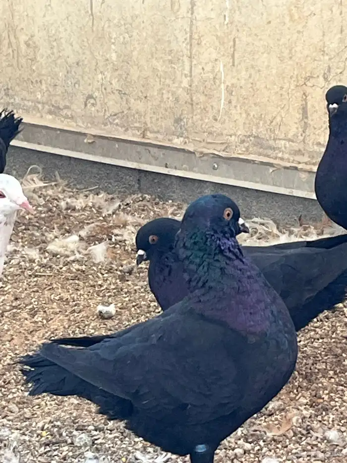 حمام كنج كنق و هومر 10