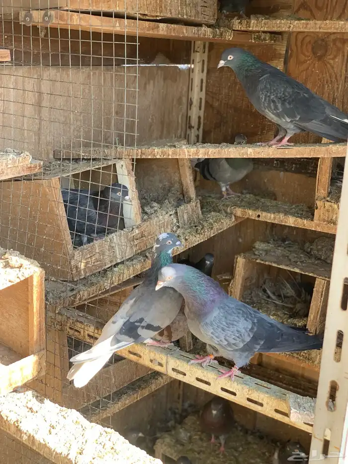 حمام قطايف 20