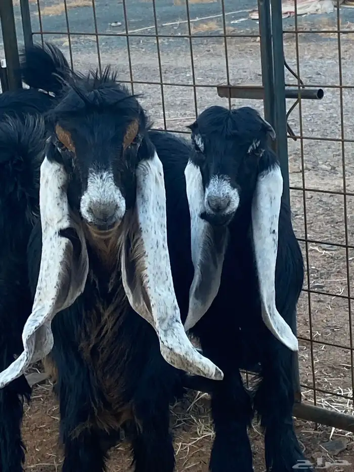 معزا عوارض جفار صنف تمم البيع 22