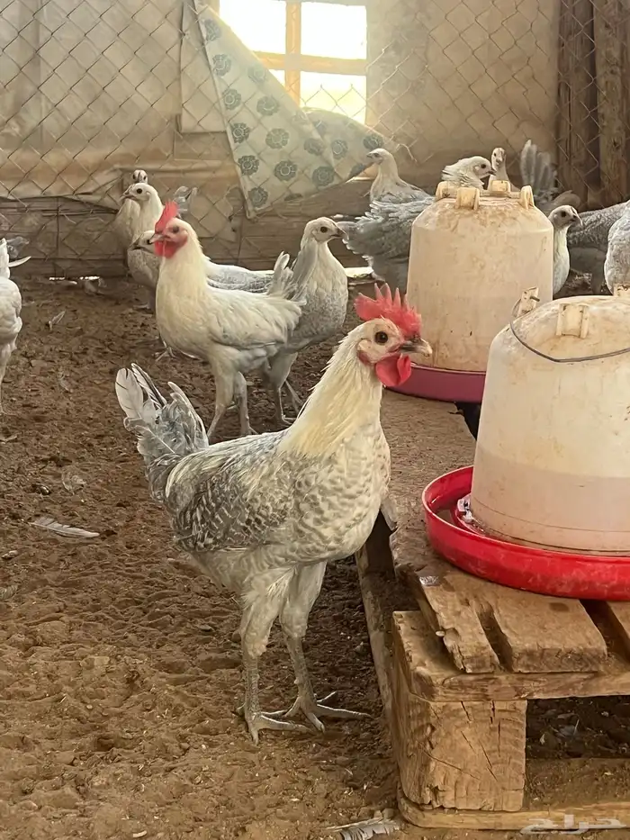 دجاج فيومي المنيوم العمر من خمس اشهر الى سته للمربين فقط 7