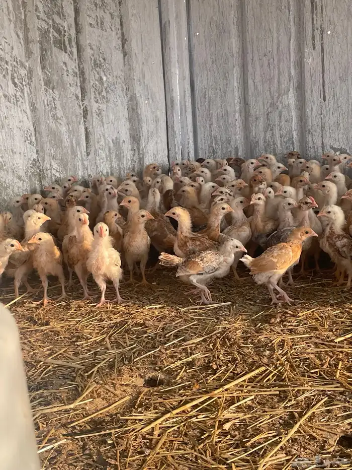 بيض  صوص   دجاج وديوك للبيع 3