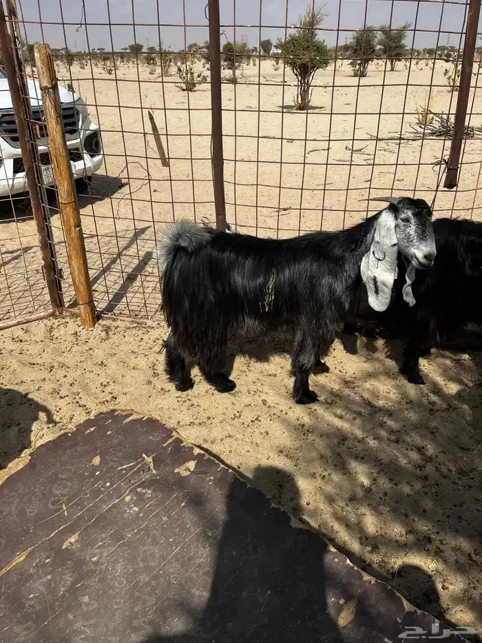 جفرات دفيع شرط 0