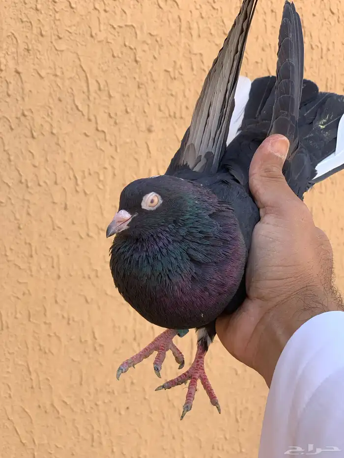 حمام قطايف 29