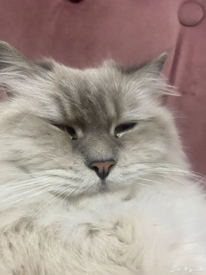 محتاج انثى هملايا 0