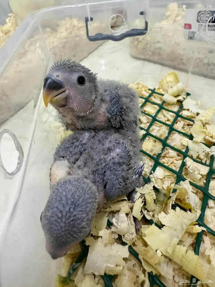 اتوفرت فروخ جديدة ( كنيور -كروان -روز ) 11