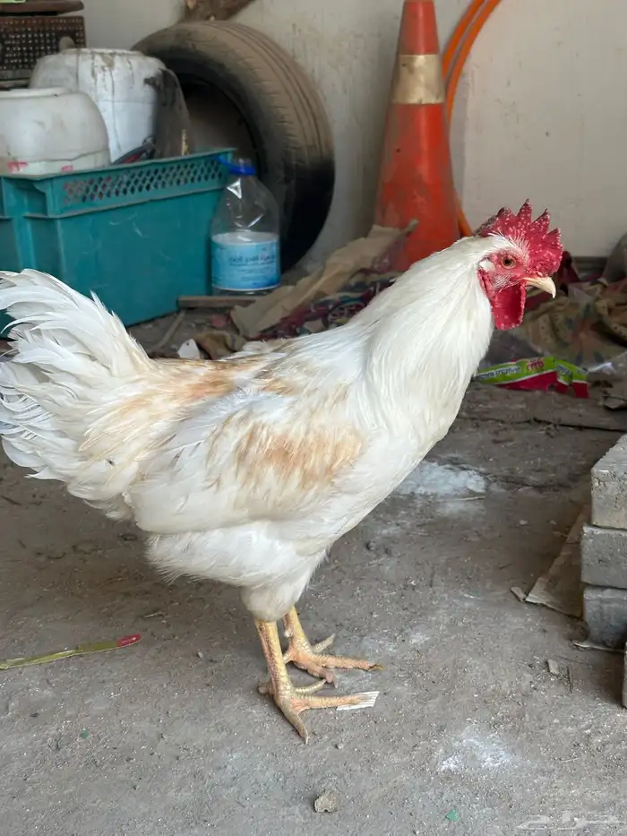 دجاج لوهمان بياض 4