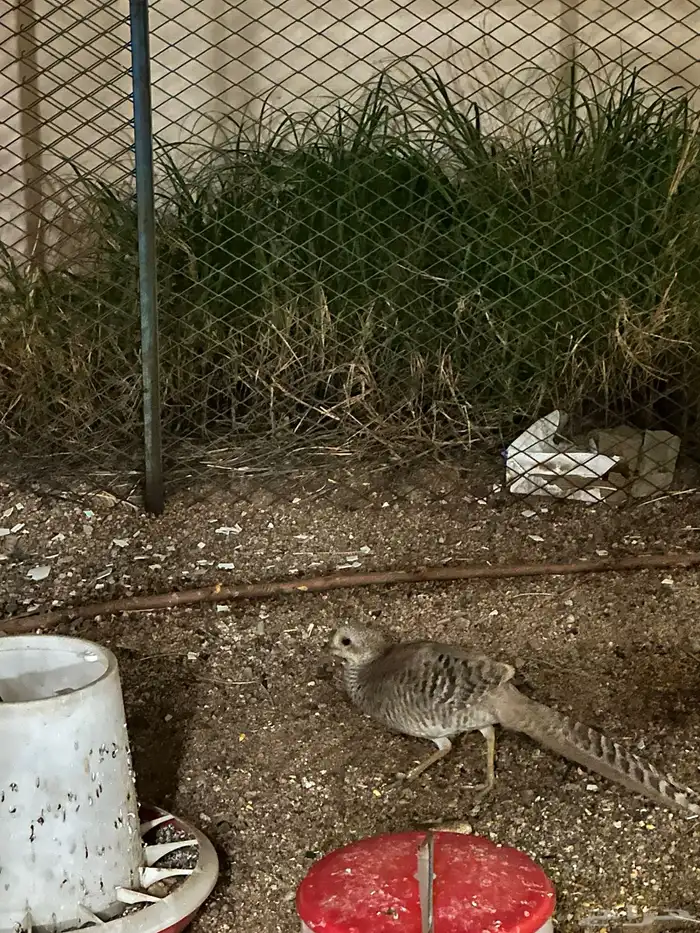 دجاج للبيع 1