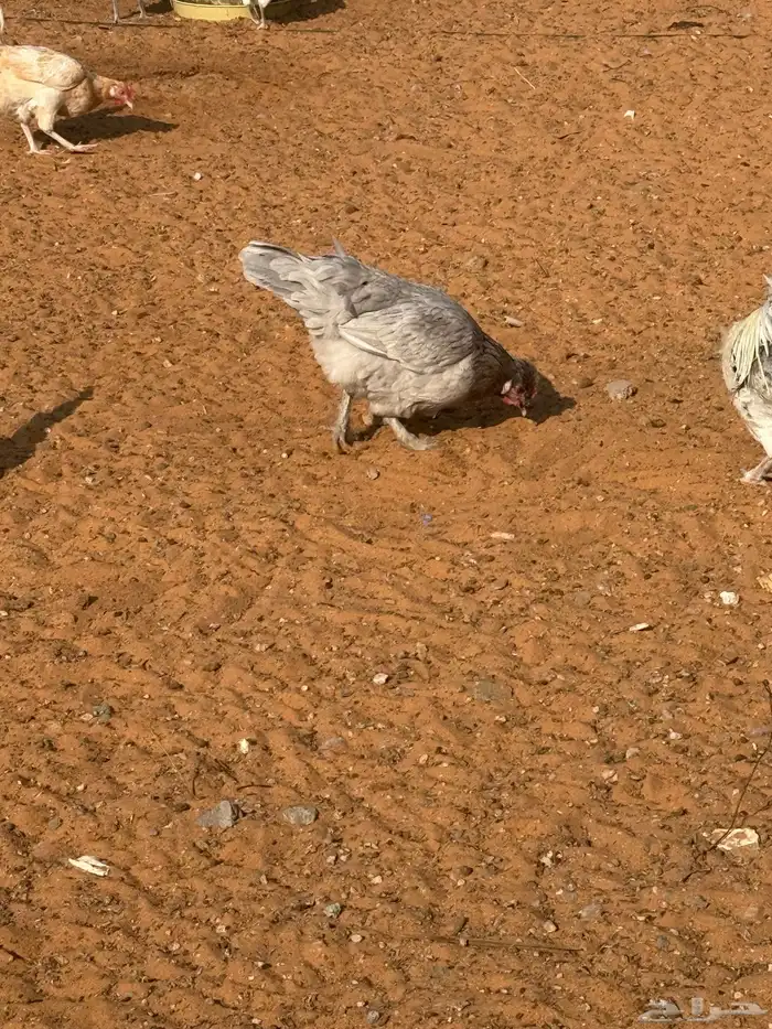 حمام فرنسي ودجاج بلد وبط 14