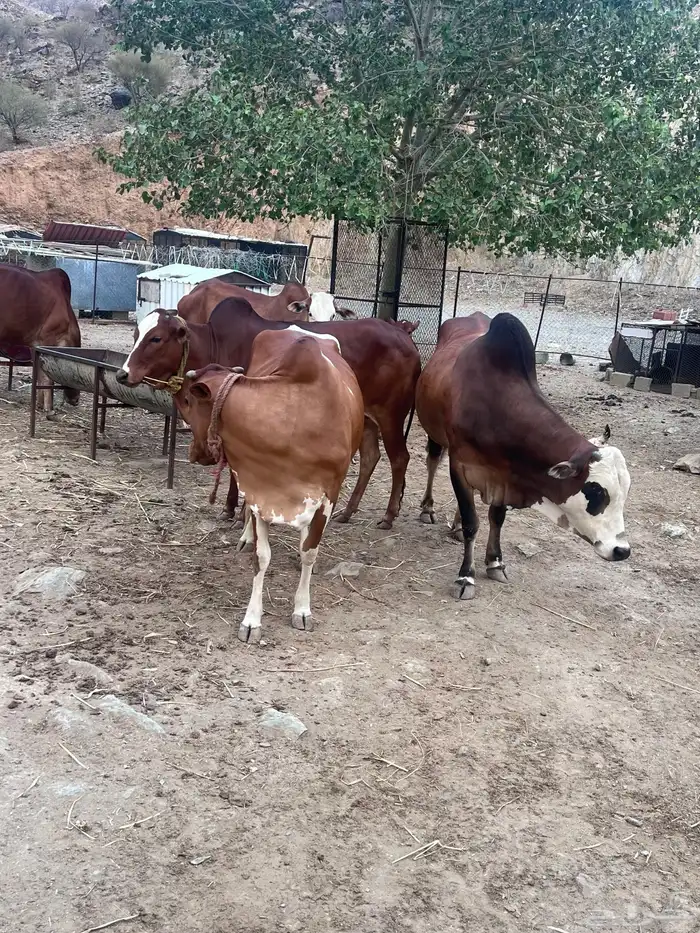 بقر دفيع للبيع 13