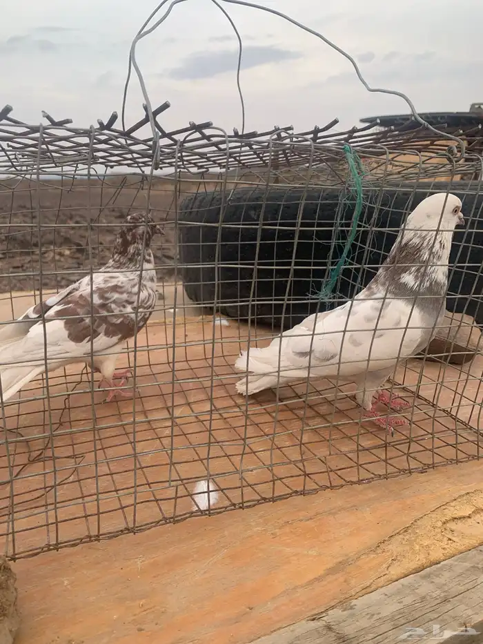 زوج حمام بلدي منتج 0