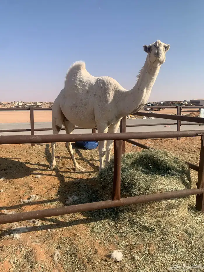 ضروبه وضحا طيبه 2