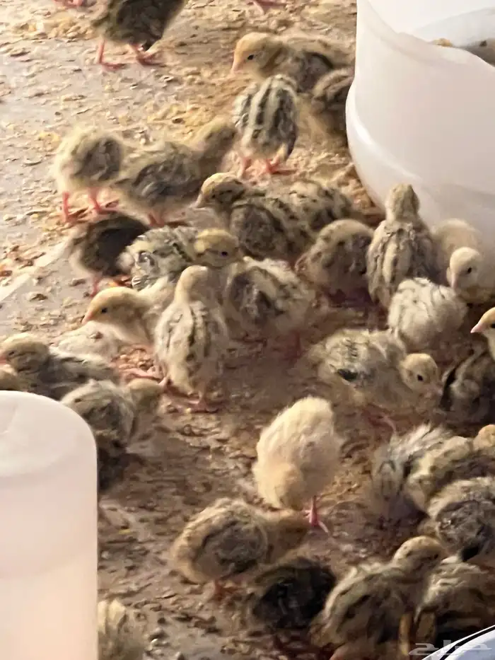 صيصان سمان جامبو اوروبي العمر اسبوع 2