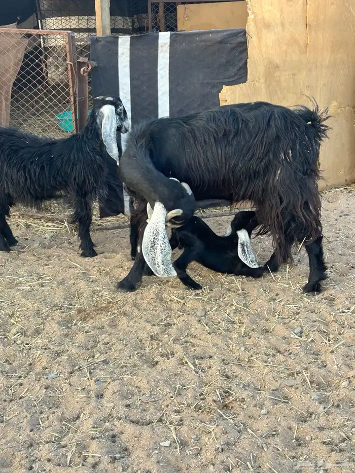 خلفه عنز للبيع 2