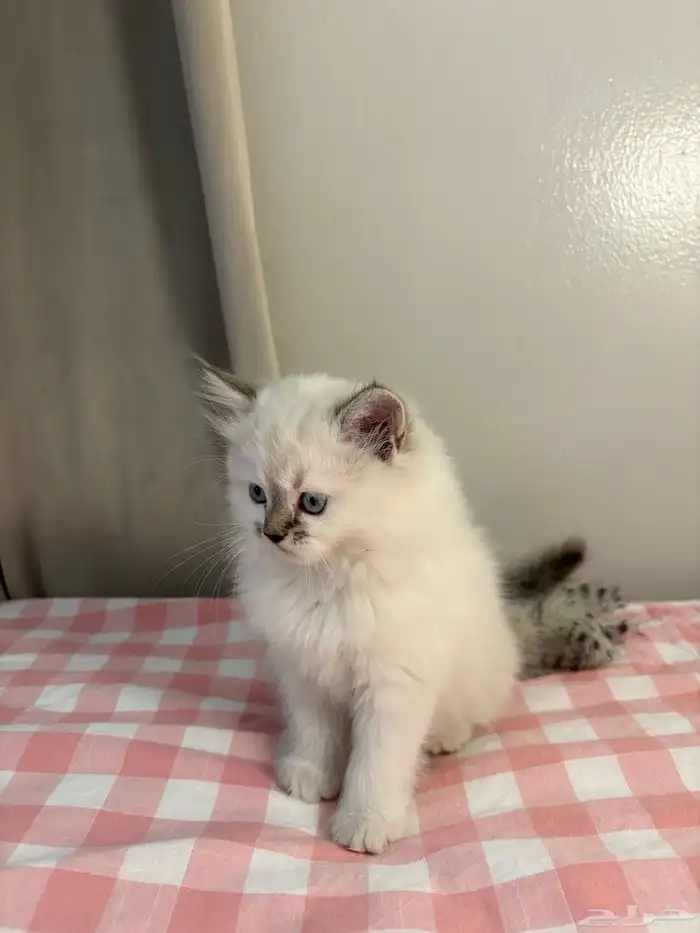 قطة شيرازي - همالايا - أنثى للبيع 1