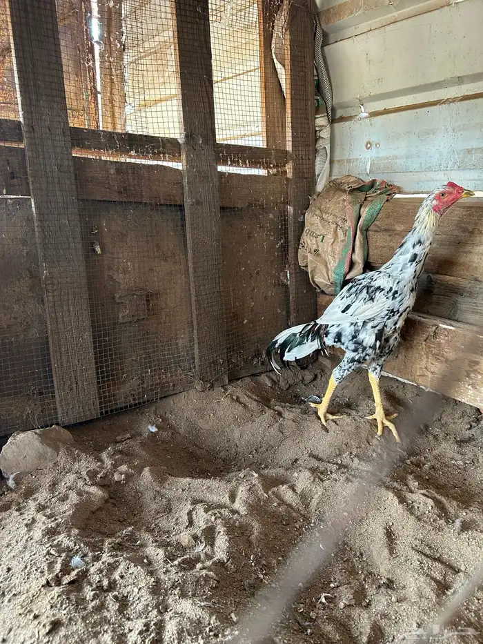 دجاج (باكستاني ) سندي 2