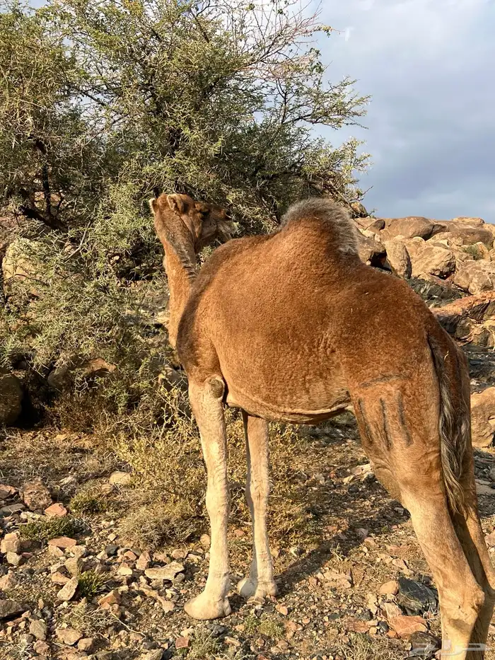 ناقه حمراء مبيوع ولدها 3