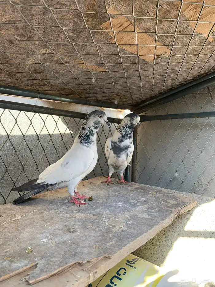 اعرض لكم حمام باكستاني و فرنسي 0