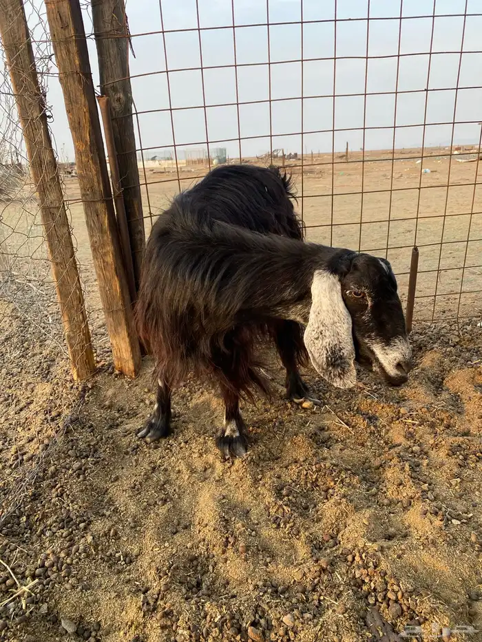 عنز حليب للبيع 5