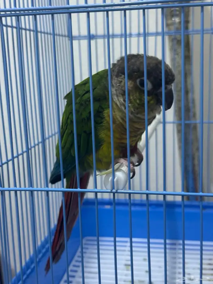 طيور ببغاء كنيور 0