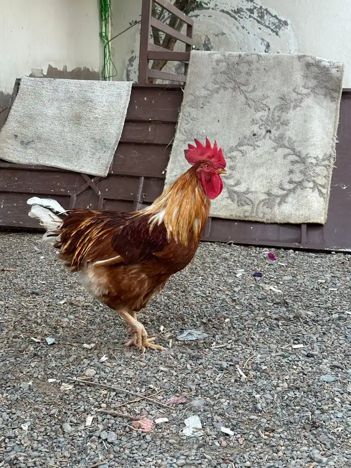 دجاج لوهمان بياض 0