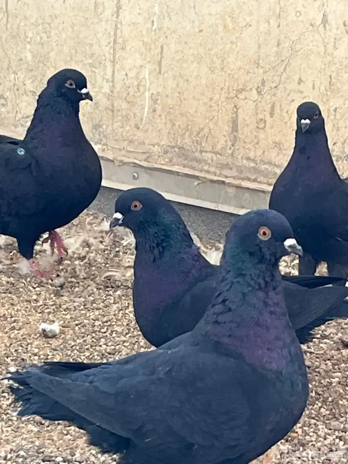 حمام كنج كنق و هومر 6