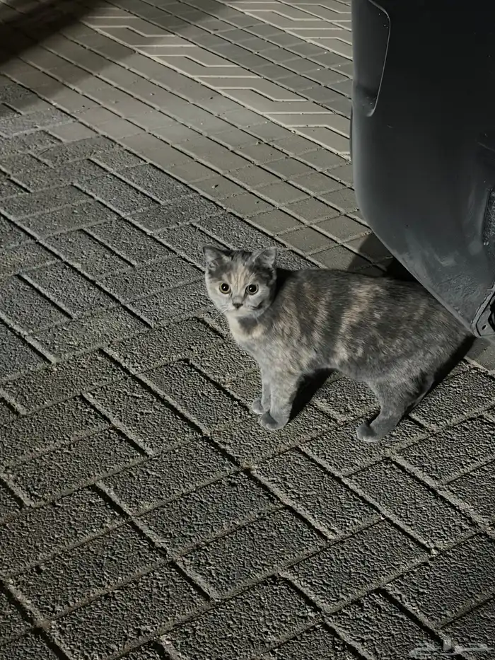 قطوه للتبني انثى   ماعرف كم عمرها لقيتها بالشارع 2