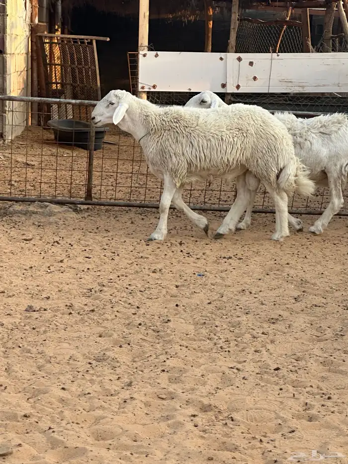 مشروع فحل حري 2