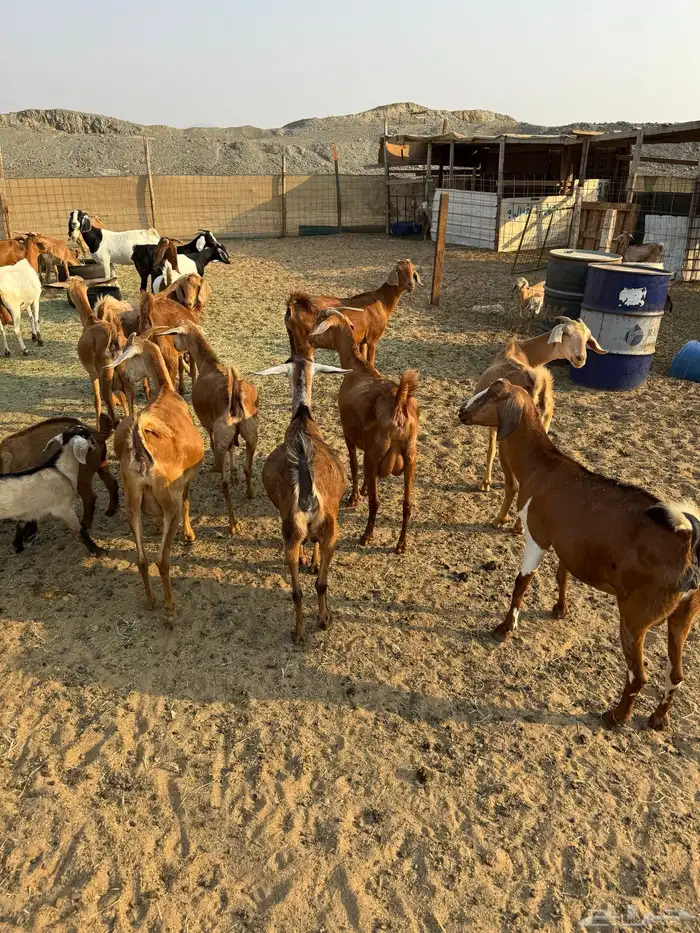 ماعز محايلي صنف 4