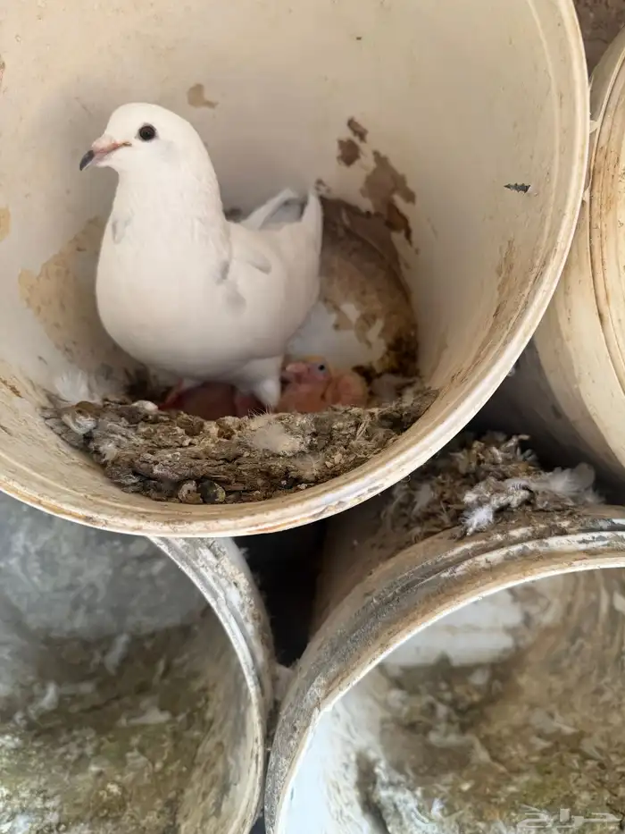 حمام فرنسي ودجاج بلد وبط 1