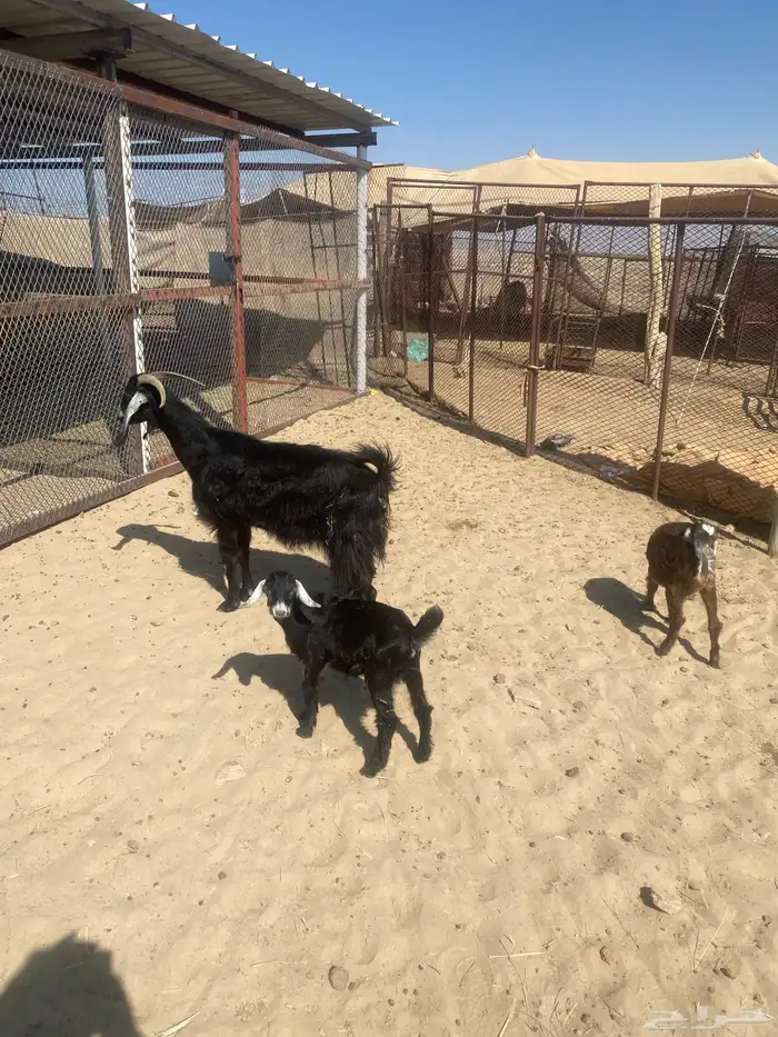 عنز خلفه جامع تحتها تيس وعناق 0