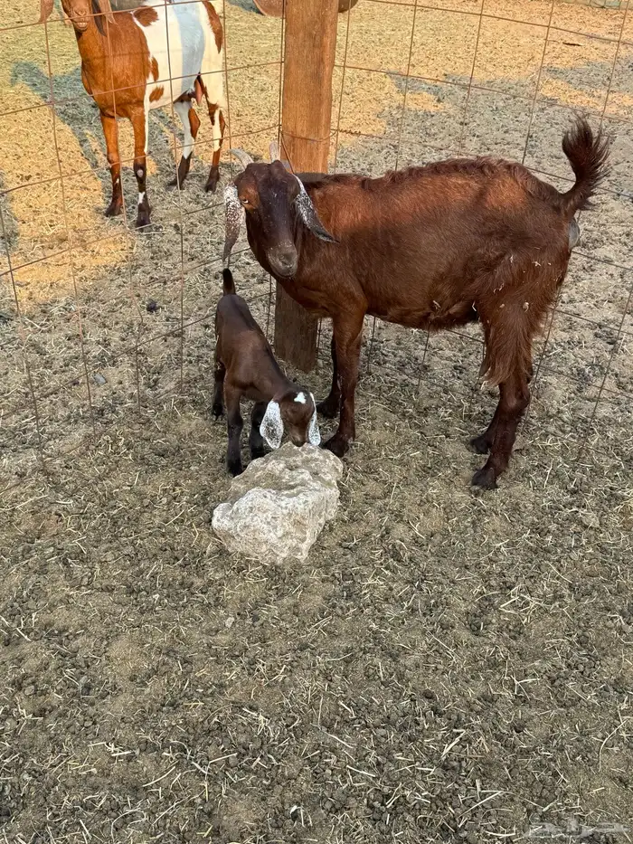 ماعز محايلي صنف 6