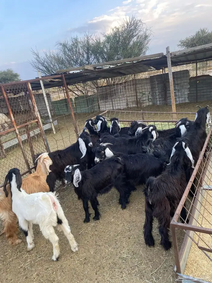 تيوس عوارض 0