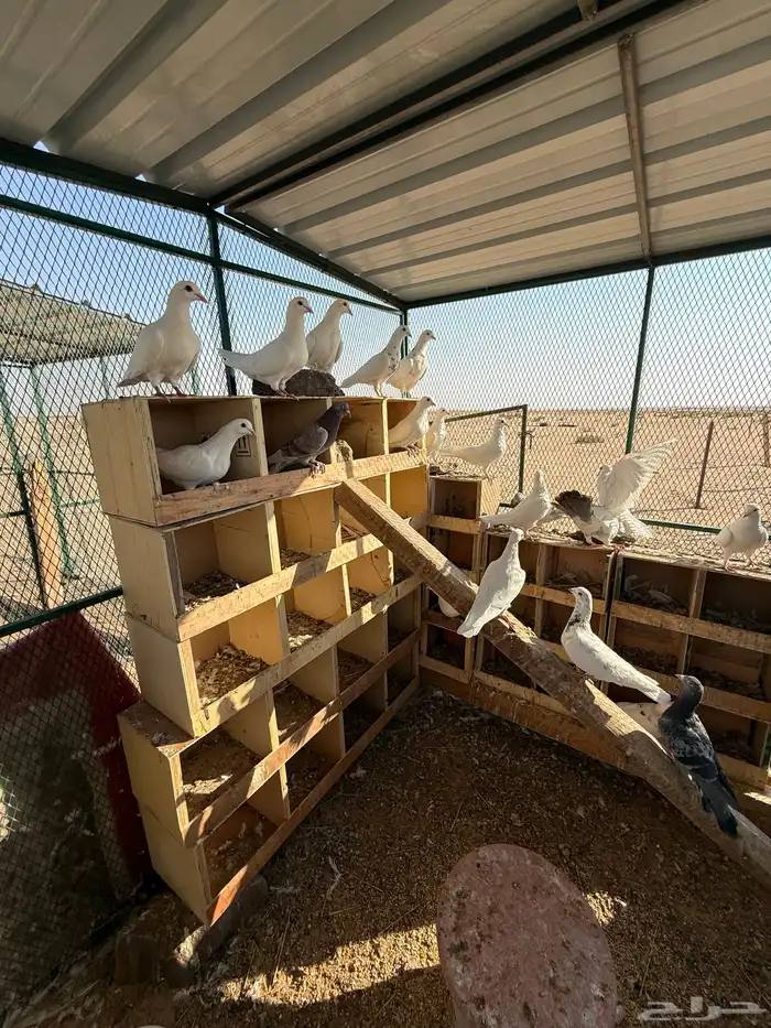 مخيم مجهز كامل 5