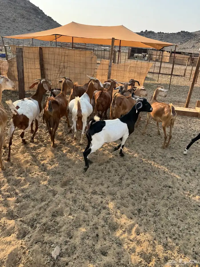 ماعز محايلي صنف 1