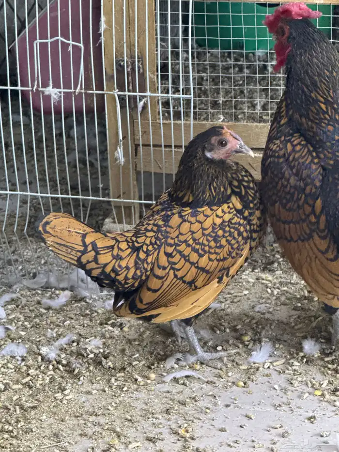 دجاج سبرايت 2